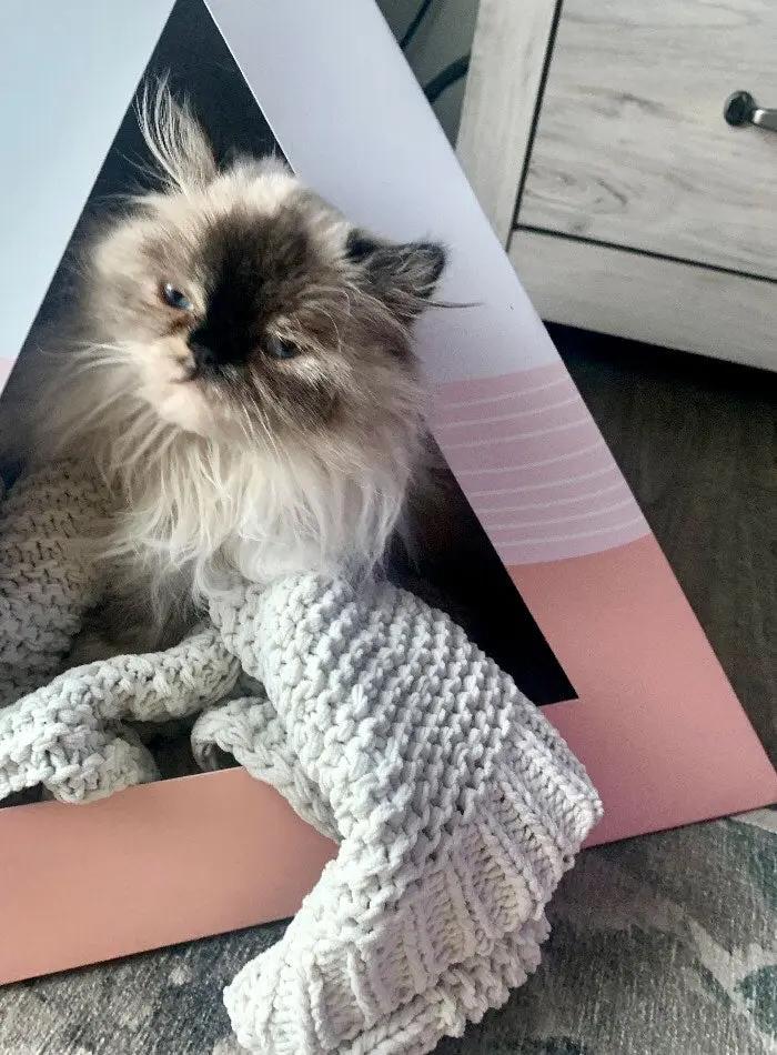 'Wavey' Cardboard Cat Pyramid - FloofChonk